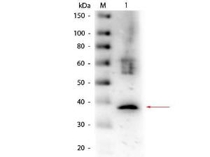 Anti-Lactate Dehydrogenase Antibody Biotin Conjugated - Western Blot