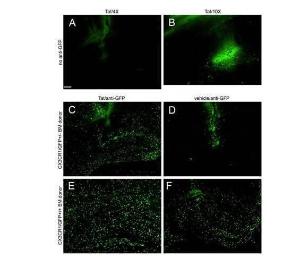 Anti-GFP Rabbit polyclonal antibody (Biotin)