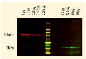 Anti-6xHis Rabbit polyclonal antibody (DyLight® 680)
