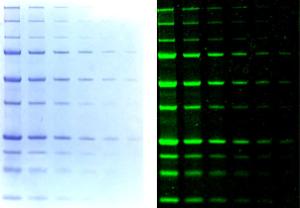 Protein detection with One-Step Blue with visible light (left) and near-infrared fluorescence (right).