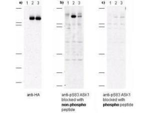 Anti-MAP3K5 Rabbit Polyclonal Antibody