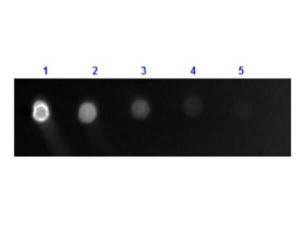 Anti-IgG Goat polyclonal antibody (FITC (Fluorescein Isothiocyanate))