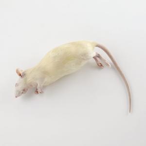 Ward's® Preserved Rats