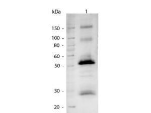 Anti-IgG Goat polyclonal antibody (AP (Alkaline Phosphatase))