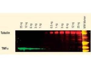 Anti-IgG Rabbit polyclonal antibody (DyLight® 649)