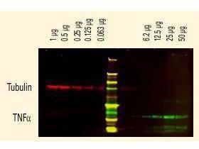 Anti-IgG Rabbit polyclonal antibody (DyLight® 800)