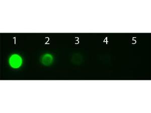 Anti-IgG2a Goat polyclonal antibody (FITC (Fluorescein Isothiocyanate))