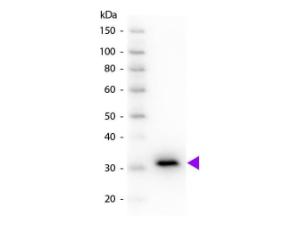 Anti-IgG Goat polyclonal antibody (HRP (Horseradish Peroxidase))