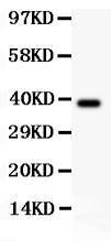 Anti-Crk p38 Polyclonal Antibody