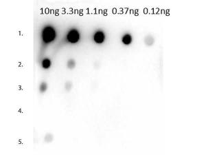 Rabbit Anti-Mouse IgG1 ? polyclonal antibody
