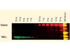 Anti-IgG2a Rabbit polyclonal antibody (DyLight® 649)