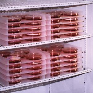 SP Bel-Art Stackable Petri Dish Incubation Tray, Bel-Art Products, a part of SP