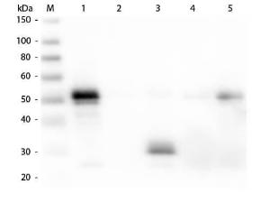 Anti-IgG Donkey polyclonal antibody