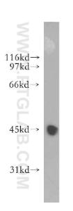 Anti-LRG1 Rabbit Polyclonal Antibody