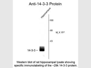 Anti-YWHAB Rabbit polyclonal antibody