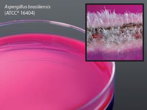 Rose Bengal Agar with Chloramphenicol, Hardy Diagnostics