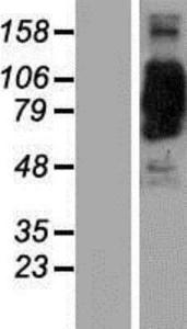 CORO7 Lysate (Adult Normal), Novus Biologicals (NBP2-06324)