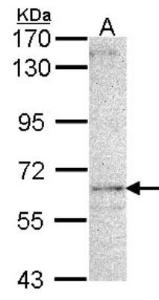 USP44 Overexpression Lysate (Adult Normal), Novus Biologicals (NBL1-17664)