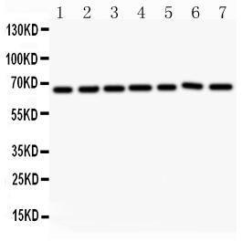 Anti-Angiopoietin-1 Polyclonal Antibody