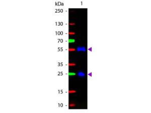 Anti-IgG Rabbit polyclonal antibody (FITC (Fluorescein Isothiocyanate))