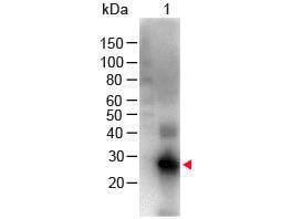 Anti-IgG Goat polyclonal antibody (Biotin)