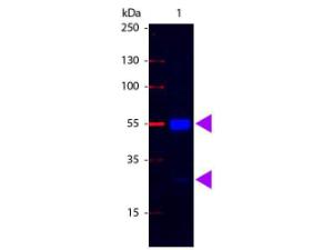 Anti-IgG Rabbit polyclonal antibody (FITC (Fluorescein Isothiocyanate))