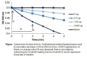 Cytochrome Oxidase Activity Assay Kit, BioVision