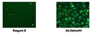 Ab-DeliverIN™ Transfection Reagent