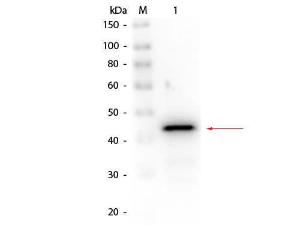 Alcohol Dehydrogenase (Yeast) Antibody Biotin Conjugated - Western Blot
