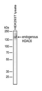 Anti-HDAC6 Mouse Monoclonal Antibody (C)
