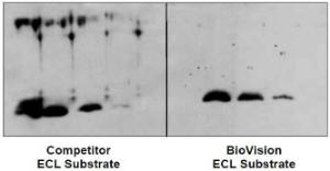 ECL Western Blotting Substrate Kit, BioVision