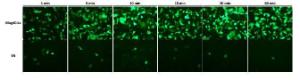 Mag4C Conservation Buffer, OZ Biosciences