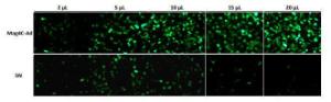 Mag4C Conservation Buffer, OZ Biosciences