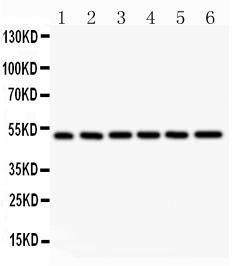 Anti-NFkB p105/P50 Polyclonal Antibody