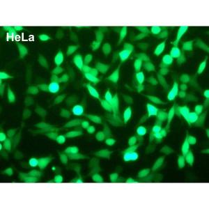 DreamFect Gold Transfection Reagent