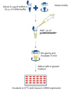 jetMESSENGER®, mRNA transfection reagent