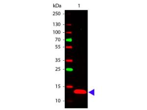 WB - TSLP Antibody Biotin Conjugated