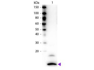 WB - Fractalkine Antibody Biotin Conjugated