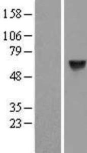 CPNE1 Lysate (Adult Normal), Novus Biologicals (NBP2-10002)