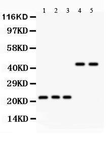 Anti-GPX1 Polyclonal Antibody