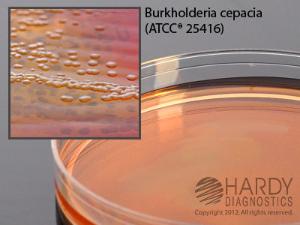 BCSA, Selective for Burkholderia cepacia