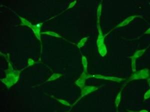 Human iPSC-derived Dopaminergic Neurons
