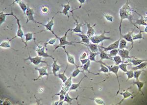 Human iPSC-derived Microglia