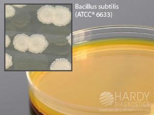 <i>Bacillus Cereus</i> Selective Agar, Hardy Diagnostics