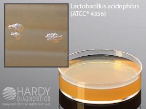 Lactobacilli MRS Agar, Hardy Diagnostics