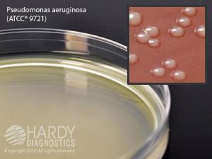 Pseudomonas Agar F, 15×100 mm plate, Hardy Diagnostics