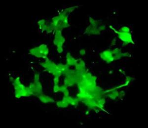 Human iPSC-derived Schwann Cell