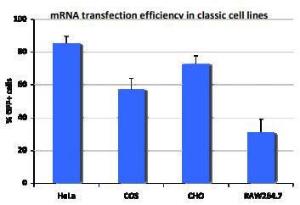 RmesFect™ Transfection Reagent, OZ Biosciences
