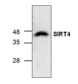 Western blot analysis of SIRT4 using rat kidney tissue lysate.