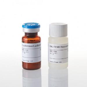 Rluciferase/luciferin reagent enliten